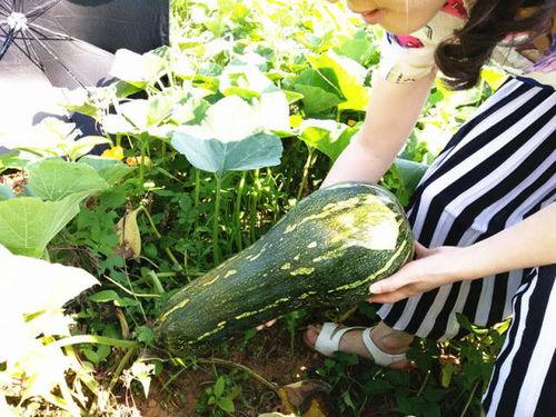 大四吃瓜,揭秘校园吃瓜背后的故事