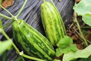 梦见分瓜吃瓜什么意思啊,分瓜吃瓜的寓意与象征