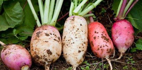 梦见吃咸萝卜瓜,咸萝卜瓜的神秘启示