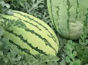 普堤瓜怎么吃,探索美味新境界