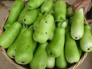 吃的葫芦瓜几种,多样烹饪，尽享田园风味