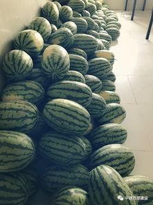 新工吃瓜,揭秘职场新鲜事，笑谈行业风云录