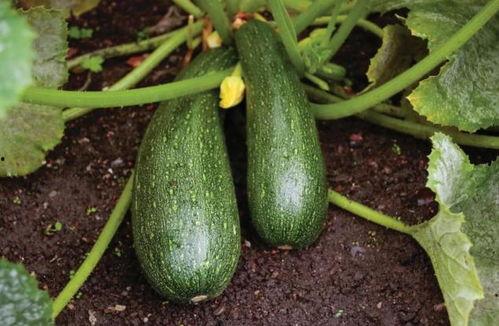 秋补吃瓜,探寻秋季养生美食之旅