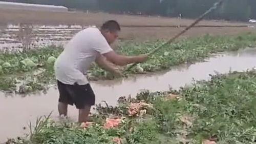 农民吃瓜最新视频,田间地头欢乐多，瓜果飘香迎丰收