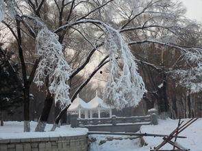 冰天雪地吃瓜,揭秘雪地吃瓜的独特魅力