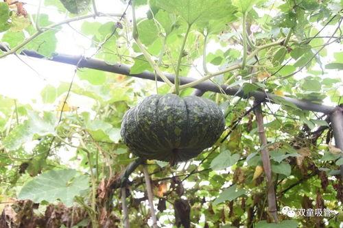 吃瓜快落号,揭秘娱乐圈幕后故事